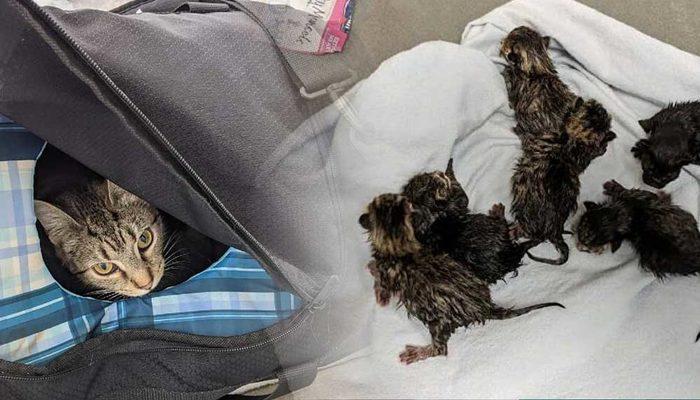 ABD'de bomba ihbarı yapılan 'şüpheli çantadan' bir kedi ve yeni doğan 6 yavrusu çıktı