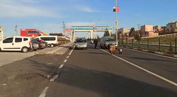 Duyarlı sürücünün tavrı, koyun ve yavrusunu telef olmaktan kurtardı G1