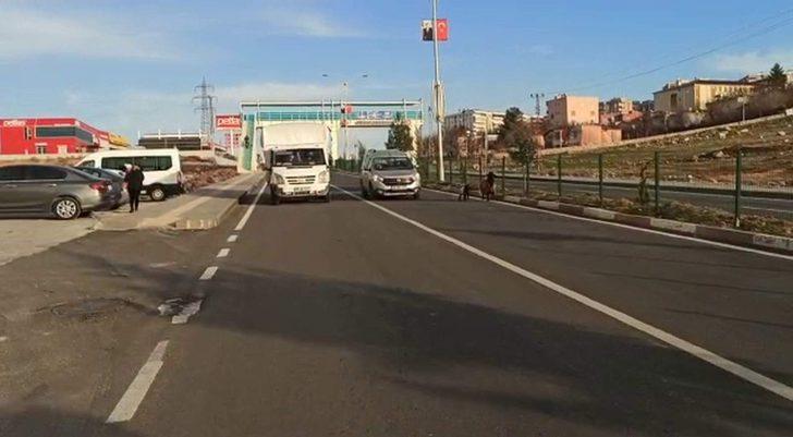 Duyarlı sürücünün tavrı, koyun ve yavrusunu telef olmaktan kurtardı G2