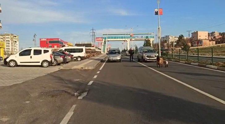 Duyarlı sürücünün tavrı, koyun ve yavrusunu telef olmaktan kurtardı G3