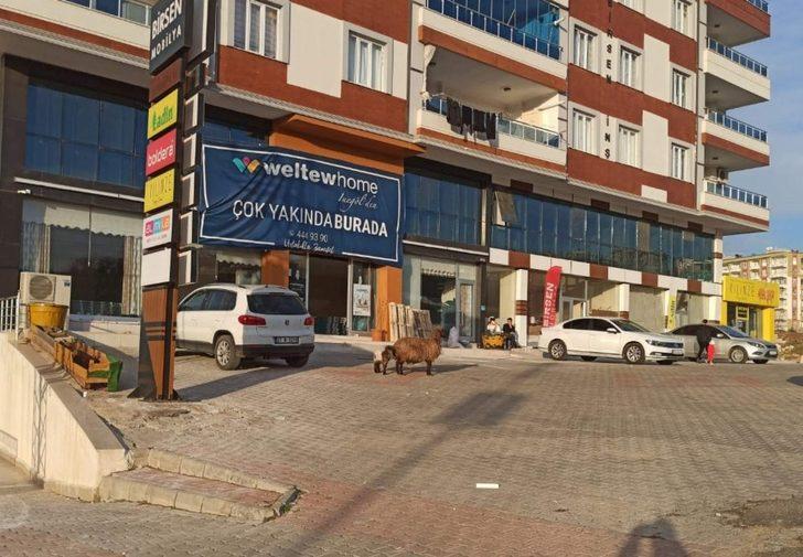 Duyarlı sürücünün tavrı, koyun ve yavrusunu telef olmaktan kurtardı G4