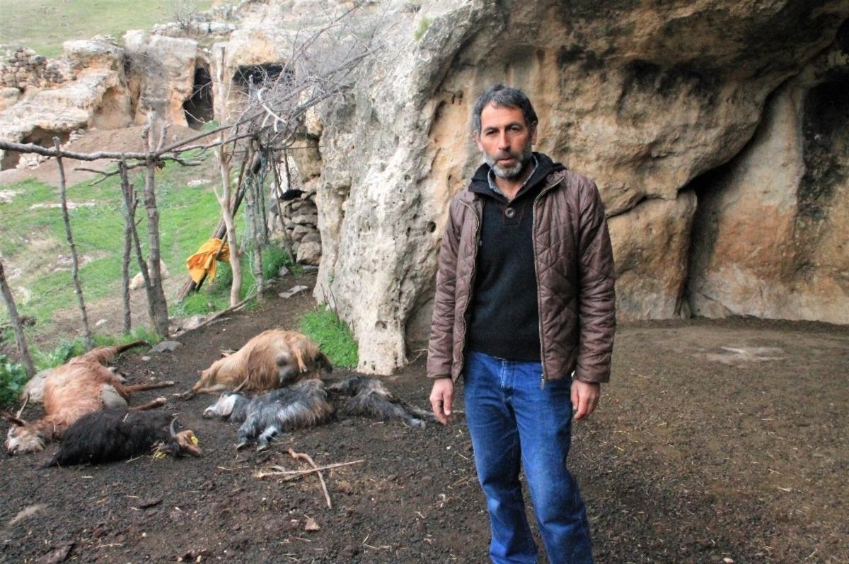 Şırnak&rsquo;ta ke&ccedil;i s&uuml;r&uuml;s&uuml;ne kurt saldırdı: 25 hayvan telef oldu, 15&rsquo;i yaralandı
