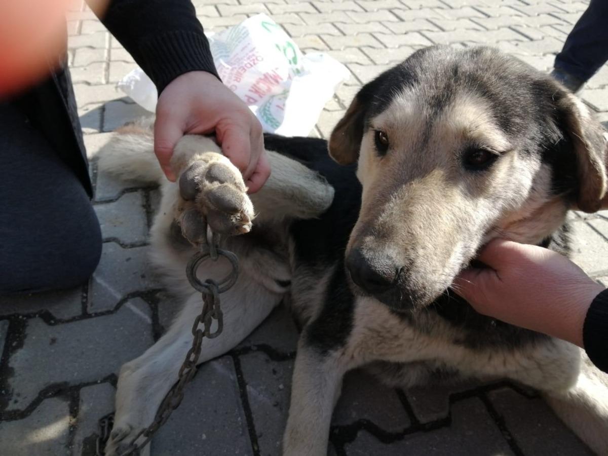 Ayağına zincir batan k&ouml;peği veteriner kurtardı