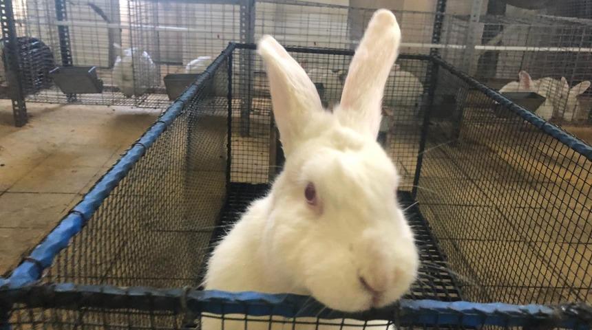 Öğretmenliği bırakıp tavşan çiftliği kurdu! Şimdi paraya para demiyor