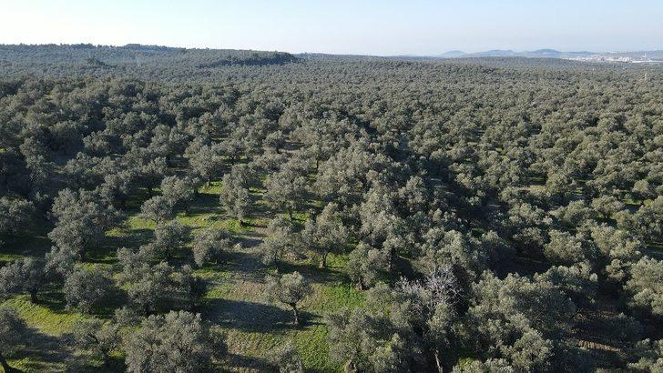 Ayvalık Belediyesi zeytinliklerinde rekolteyi ikiye katlamayı hedefliyor G2