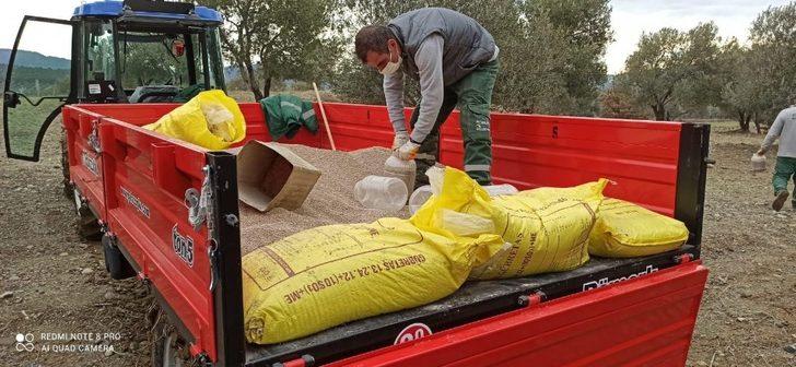 Ayvalık Belediyesi zeytinliklerinde rekolteyi ikiye katlamayı hedefliyor G3