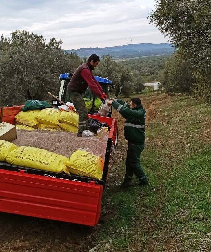 Ayvalık Belediyesi zeytinliklerinde rekolteyi ikiye katlamayı hedefliyor G4