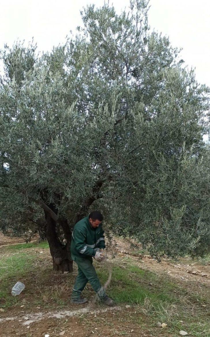 Ayvalık Belediyesi zeytinliklerinde rekolteyi ikiye katlamayı hedefliyor G5
