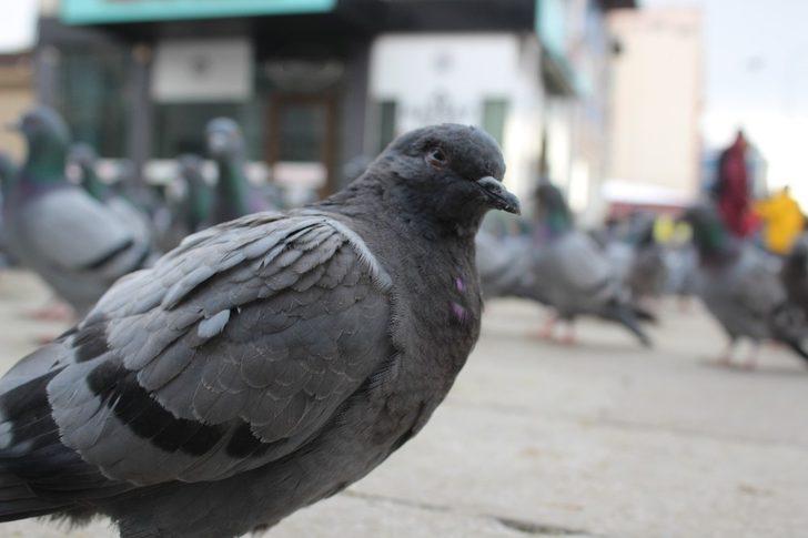Vatandaşların beslediği güvercinlerin renkli görüntüsü G2
