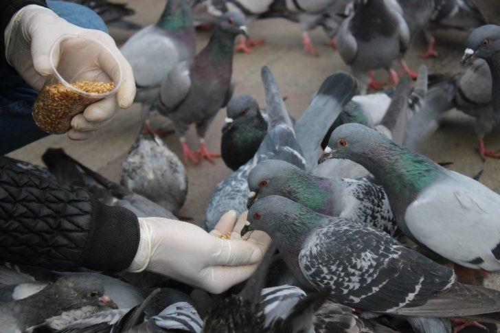 Vatandaşların beslediği güvercinlerin renkli görüntüsü G5