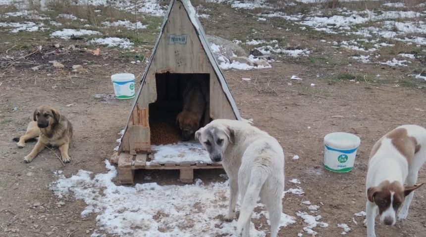 Sokak hayvanlarının dostları ’Organize Patiler’ iş başında