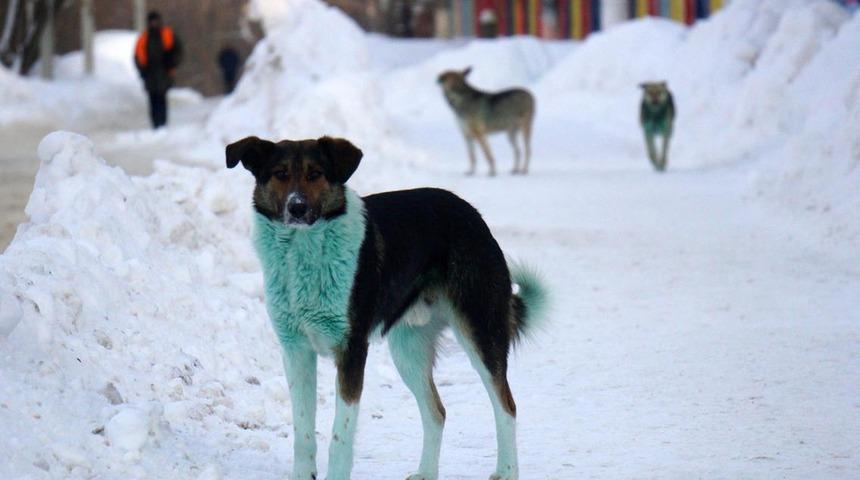 Rusya'da şimdi de yeşil köpekler görüldü!