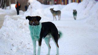 Rusya'da şimdi de yeşil köpekler görüldü!