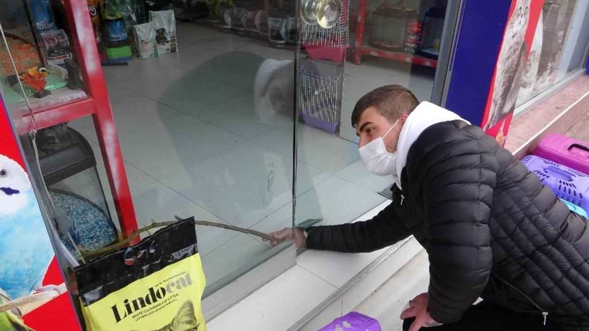 Hırsız 100 liralık tasmayı &ccedil;almak i&ccedil;in bin 500 liralık &ccedil;amı kırdı