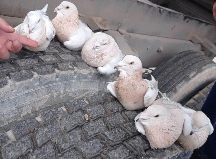 Sınır kapısında güvercin kaçakçılığı G1