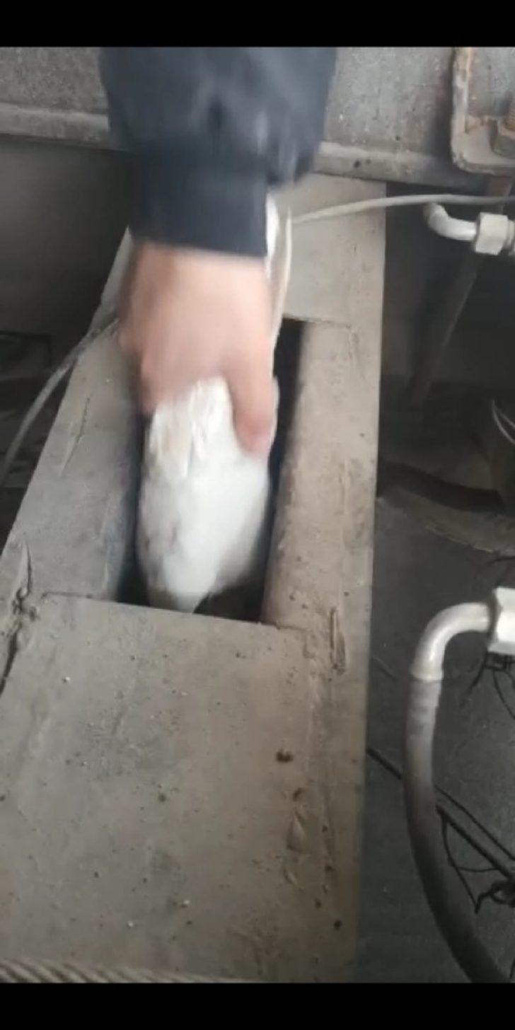 Sınır kapısında güvercin kaçakçılığı G2