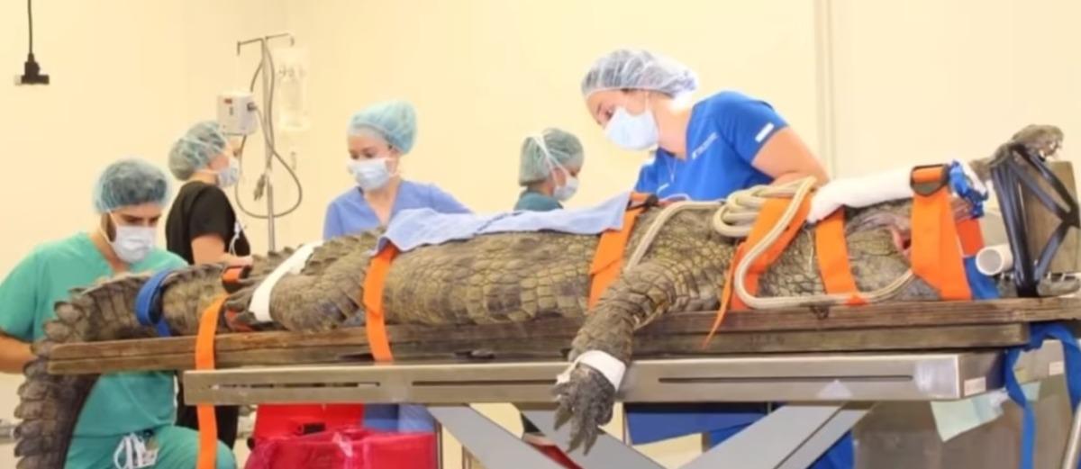 ABD&rsquo;de dev timsahın yuttuğu ayakkabı bin bir zorlukla &ccedil;ıkarıldı