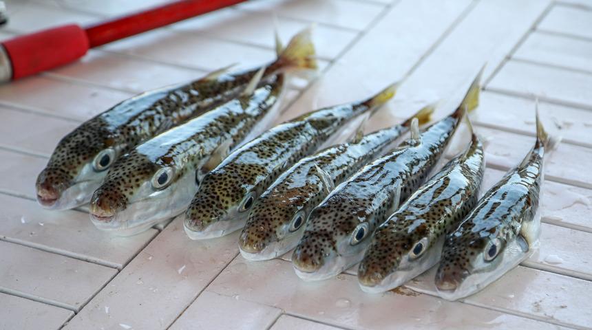 Siyanürden 1200 kat zehirli balon balığı, tezgaha da zarar verdi