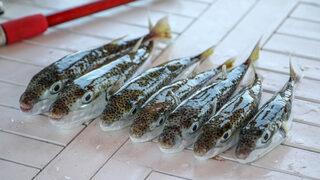 Siyanürden 1200 kat zehirli balon balığı, tezgaha da zarar verdi