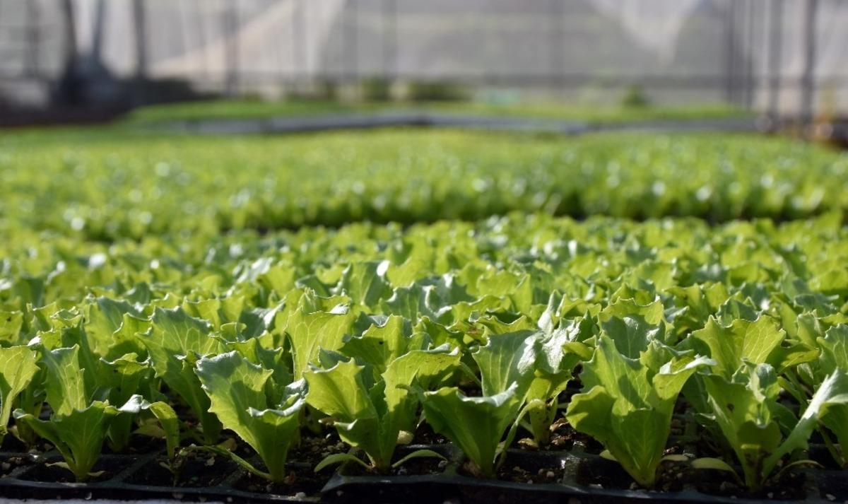 Tarsus Belediyesi, 1 milyon Tarsus Kıvırcığı fidesini &uuml;cretsiz dağıtacak