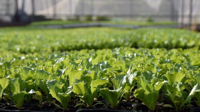 Tarsus Belediyesi, 1 milyon Tarsus Kıvırcığı fidesini ücretsiz dağıtacak
