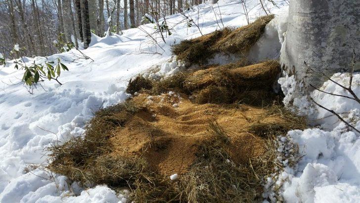 Zonguldak’ta yaban hayvanları için doğaya yem bırakıldı G2