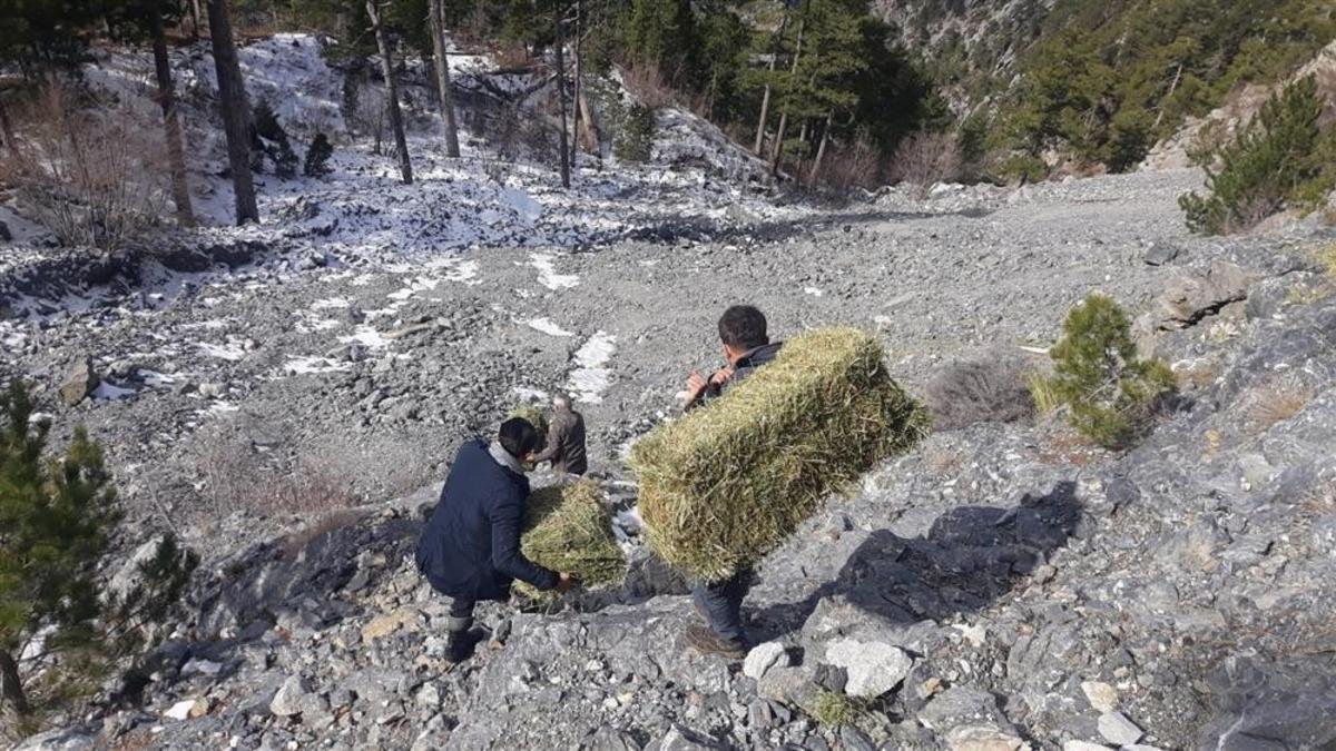 Sokak hayvanları Alanya Belediyesi ile g&uuml;vende