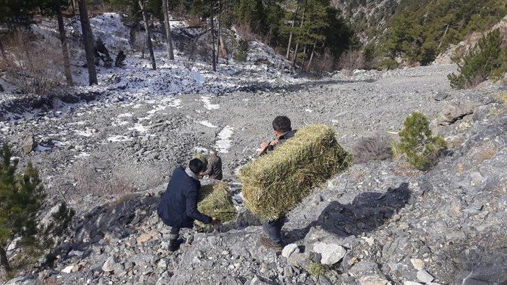 Sokak hayvanları Alanya Belediyesi ile güvende G1