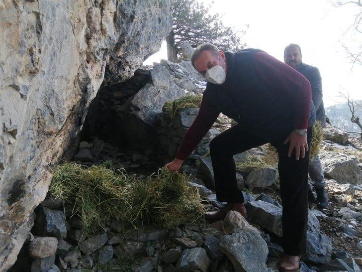 Sokak hayvanları Alanya Belediyesi ile güvende G4