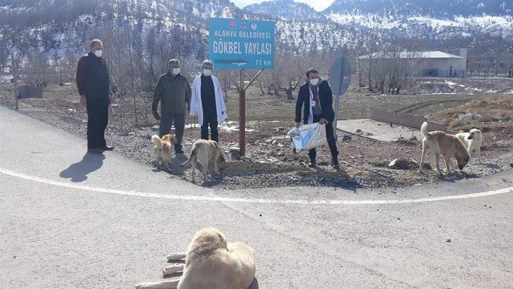 Sokak hayvanları Alanya Belediyesi ile güvende G5