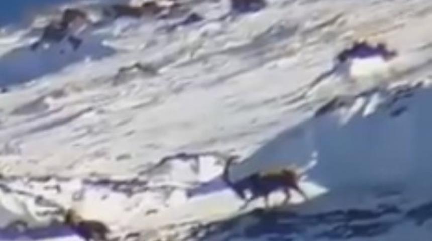 Yahyalı&rsquo;da yaban ke&ccedil;ileri g&ouml;r&uuml;nt&uuml;lendi