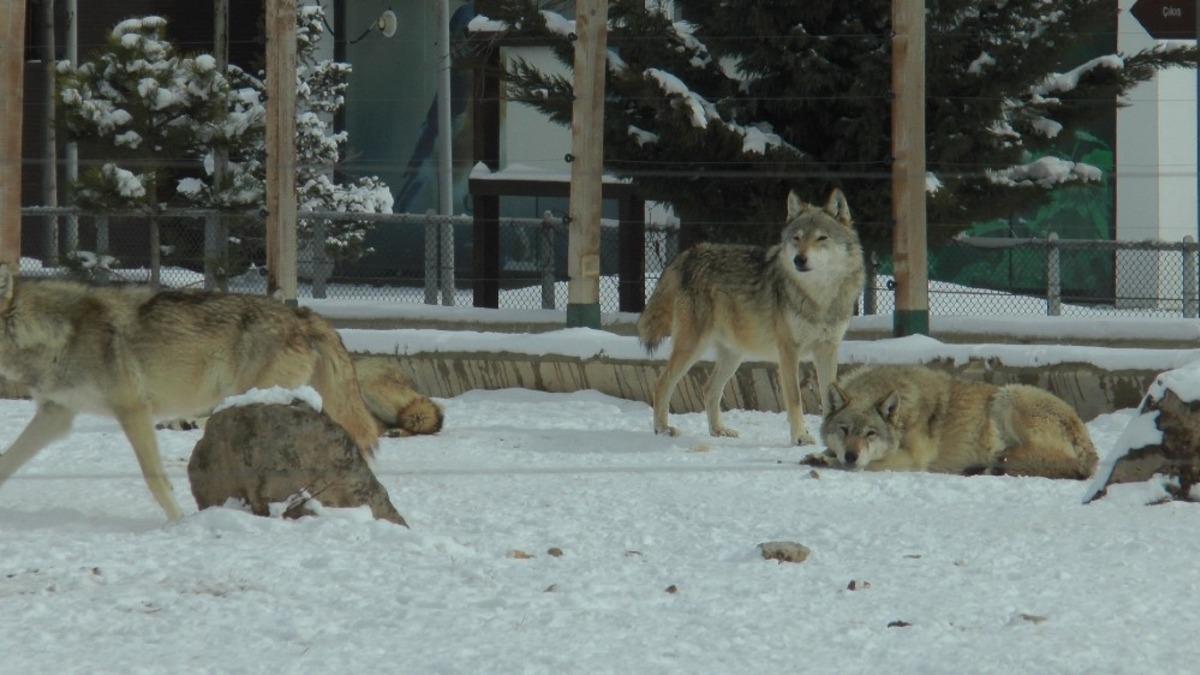 Anadolu Harikalar Diyarı Hayvanat Bah&ccedil;esi her an a&ccedil;ılacakmış gibi hazır