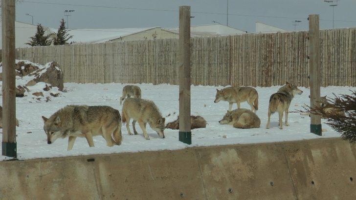Anadolu Harikalar Diyarı Hayvanat Bahçesi her an açılacakmış gibi hazır G2