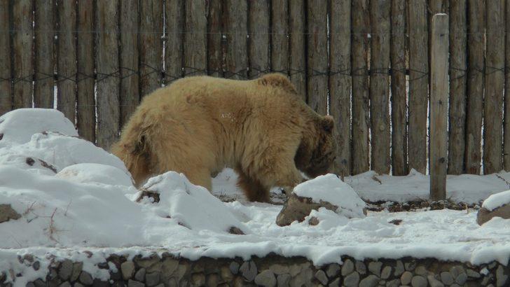 Anadolu Harikalar Diyarı Hayvanat Bahçesi her an açılacakmış gibi hazır G3