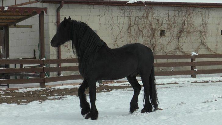 Anadolu Harikalar Diyarı Hayvanat Bahçesi her an açılacakmış gibi hazır G4