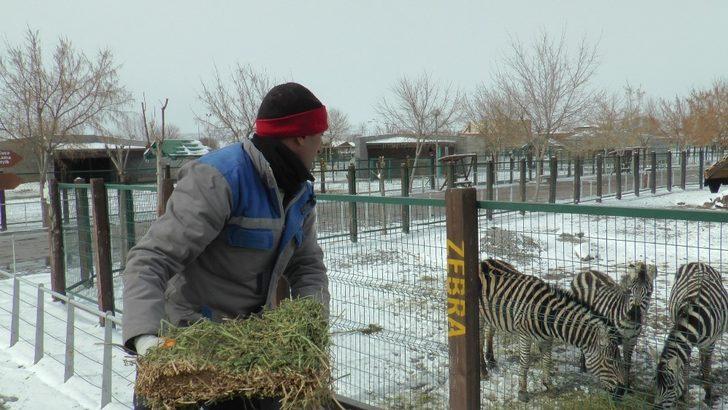 Anadolu Harikalar Diyarı Hayvanat Bahçesi her an açılacakmış gibi hazır G5