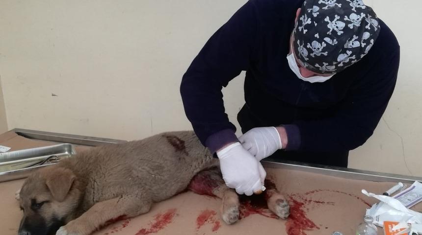 Aracın çarptığı yavru köpek tedavi altına alındı