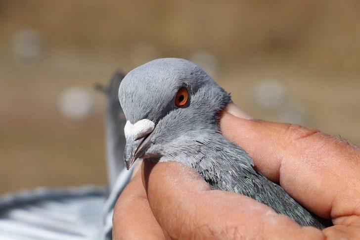 Sivas güvercinini kaptırmamaya niyetli G2