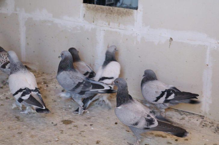 Sivas güvercinini kaptırmamaya niyetli G3