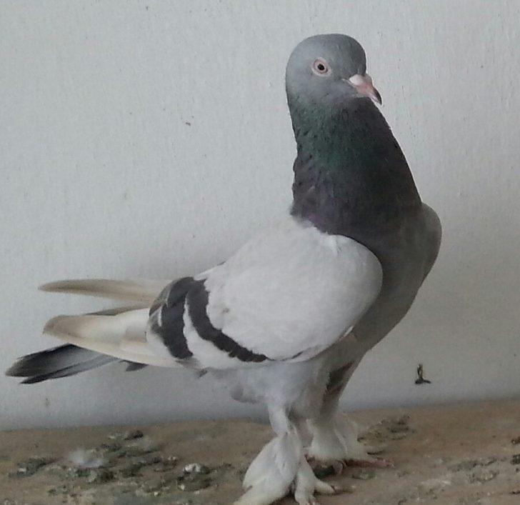 Sivas güvercinini kaptırmamaya niyetli G4