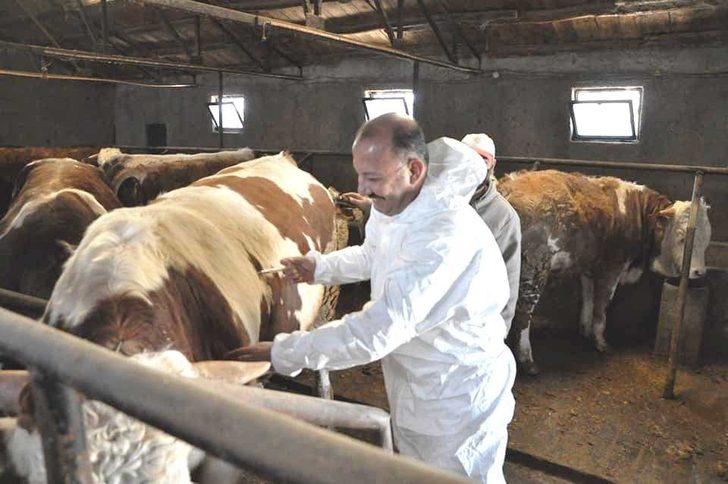 Kütahya’da ilkbahar dönemi şap aşılama kampanyası başladı G2