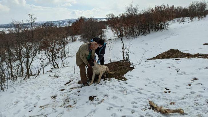 Kütahya’da ilkbahar dönemi şap aşılama kampanyası başladı G3