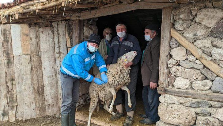 Kütahya’da ilkbahar dönemi şap aşılama kampanyası başladı G4