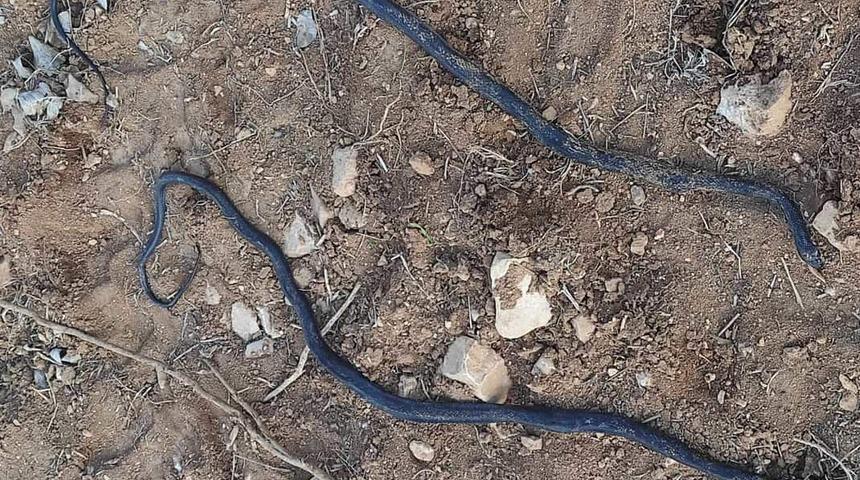 Siirt'te yılan endişesi! O köyü istila ettiler