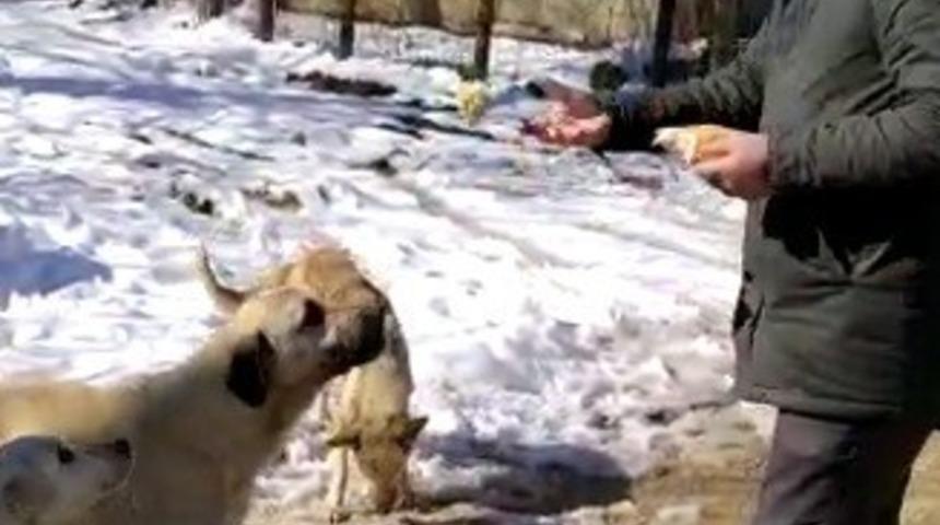 Belediye başkanı kendi elleriyle sokak hayvanlarını besledi