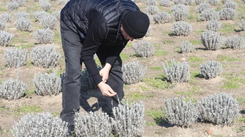 Lavanta tarlaları incelendi