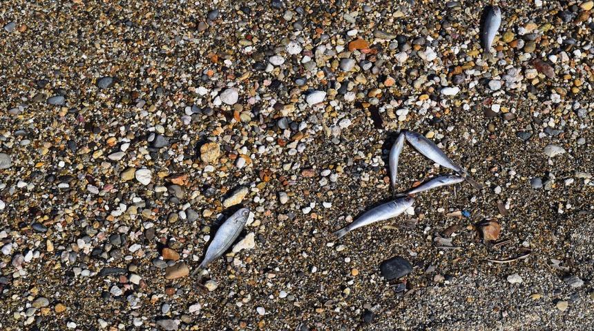 İzmir'de endişelendiren manzara! Hepsi sahile vurdu