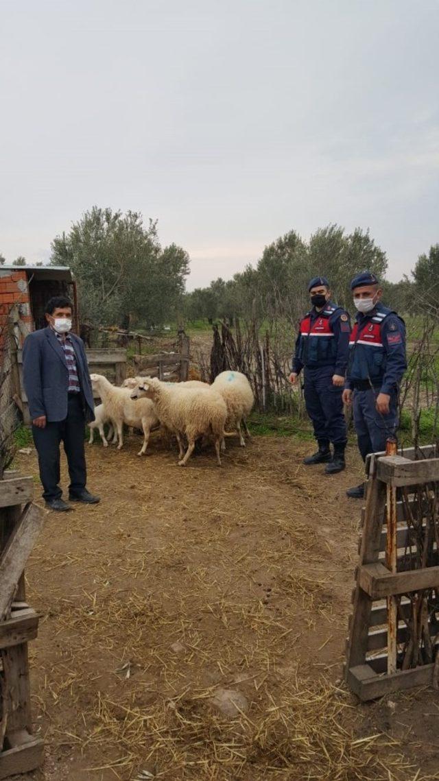 Ayvacık’ta çalınan 6 koyun jandarma ekiplerince bulundu