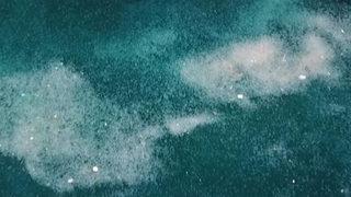 İstanbul Boğazı'nı denizanaları istila etti