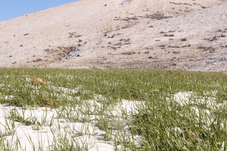 Büyükşehirin Elmalı ve Korkuteli’deki ata tohumları çimlendi G1